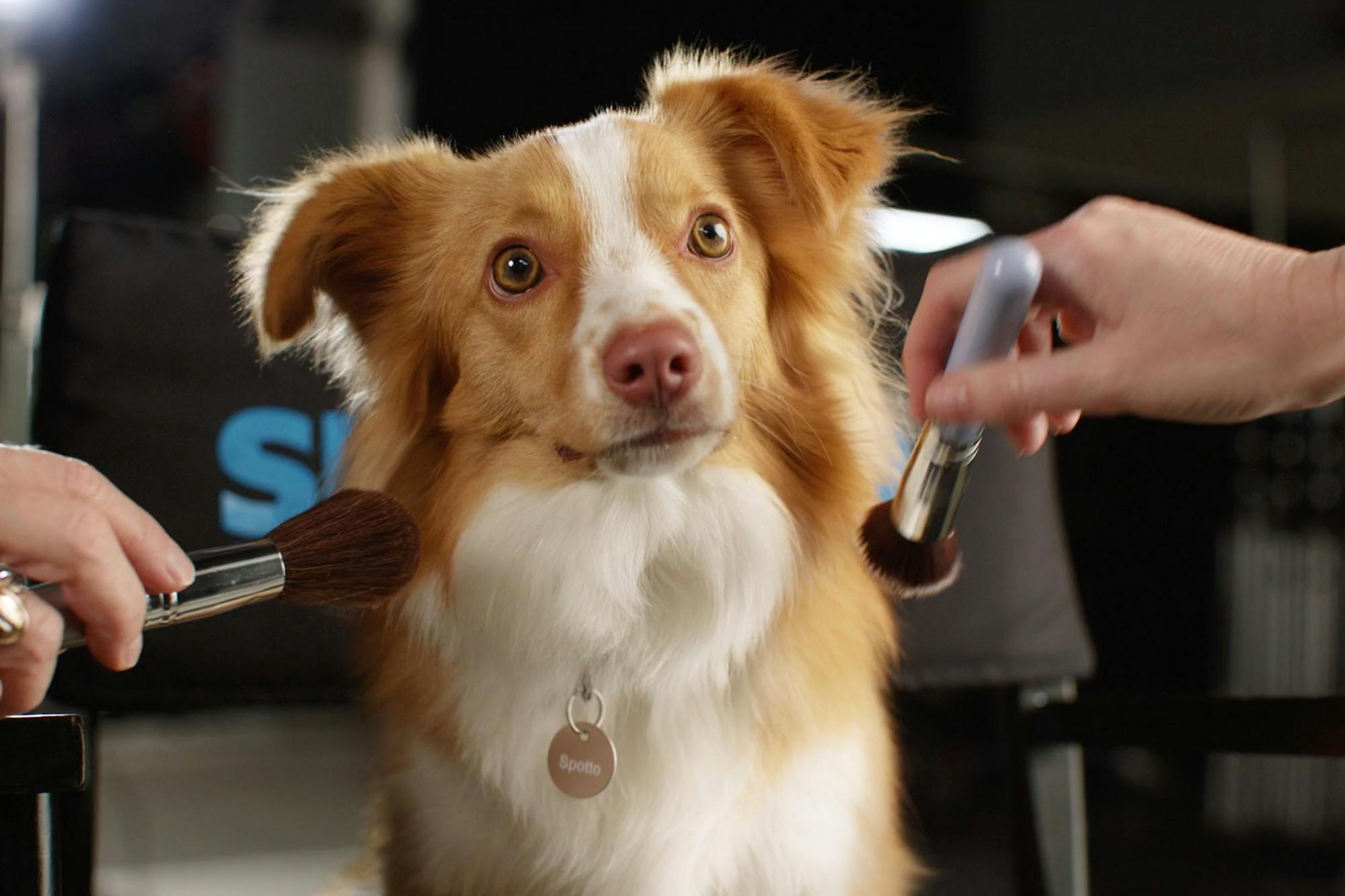 RSPCA SPOTTO TVC